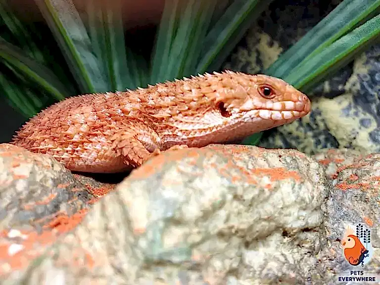 Eastern Pilbara Spiny-Tailed Skink
