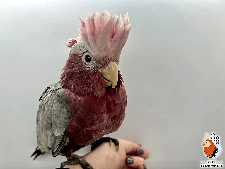 Galah