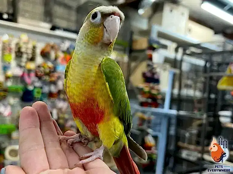 Pineapple Green-Cheek Conure